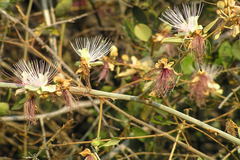 Capparis zeylanica